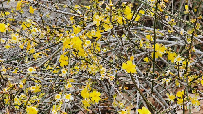 영춘화(迎春花) Jasminum nudiflorum.