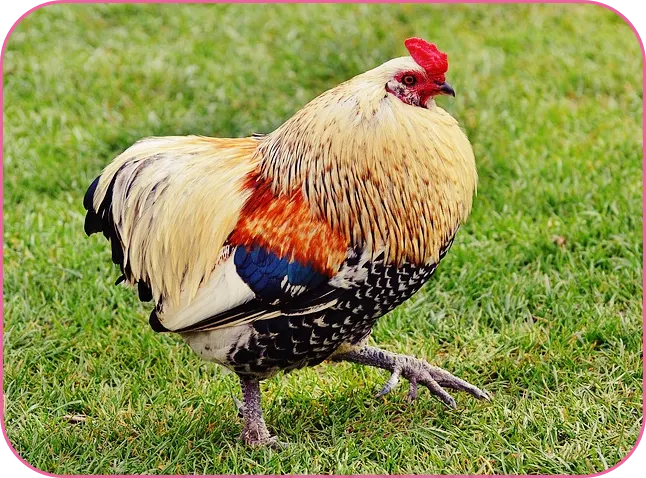 2024년 닭띠운세