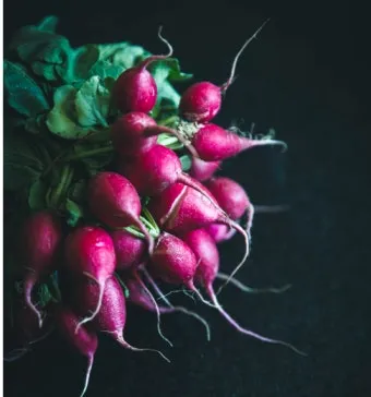 래디시 재배 직파 요령 솎아주기 토양 pH 맞추기_10