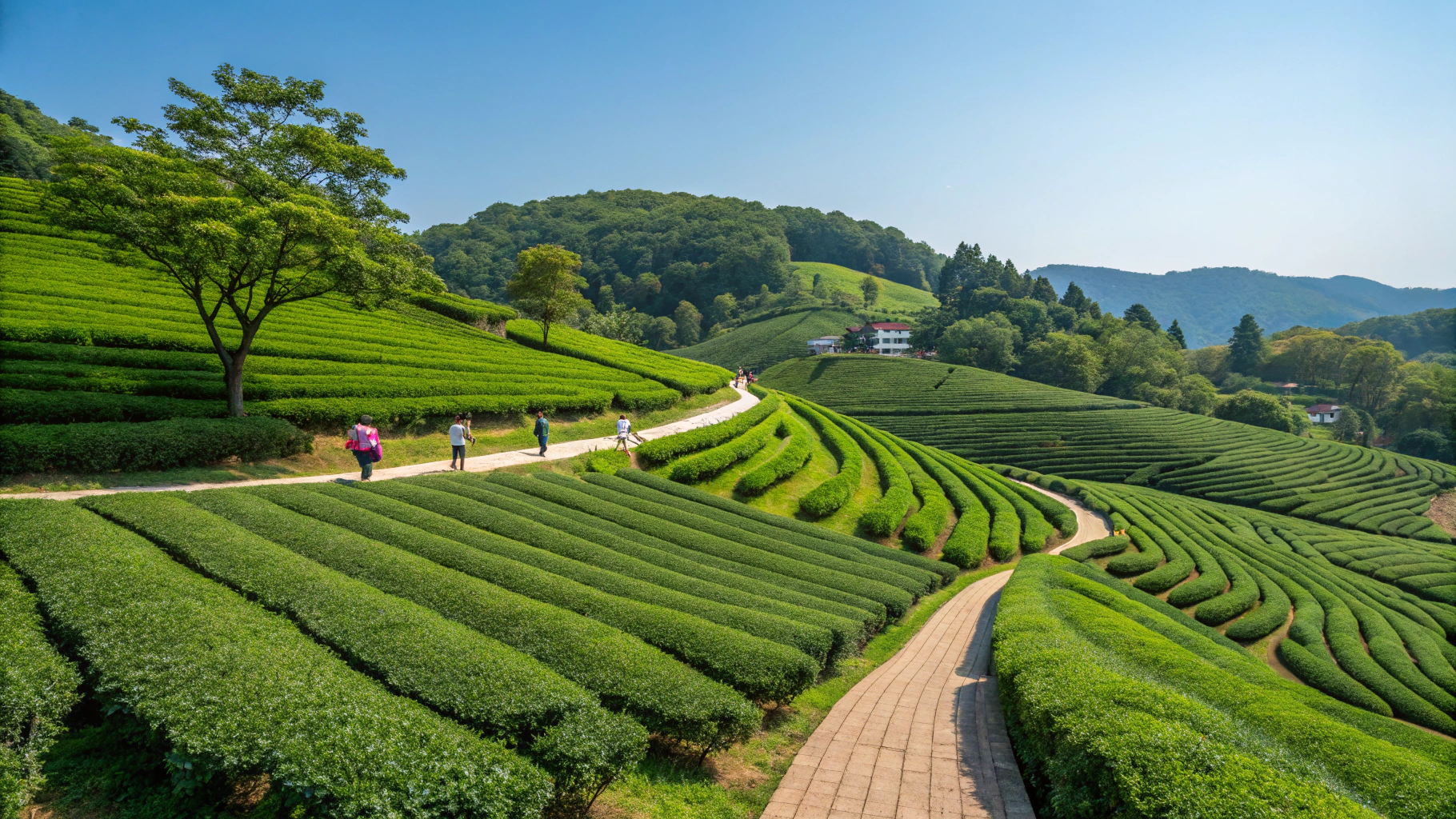 보성여행, 녹차밭 여행코스, 전남 힐링 여행지, 보성 녹차체험 추천, 보성 전통찻집, 보성 차밭 전망대, 보성 가을 여행지, 보성 가족 여행지, 보성 혼자 여행, 보성 아이스크림, 보성 푸르름 명소