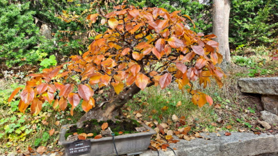 단풍명소_화담숲_분재원