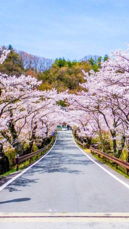 제주 벚꽃 명소