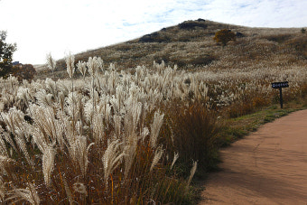 황매산 억새축제
