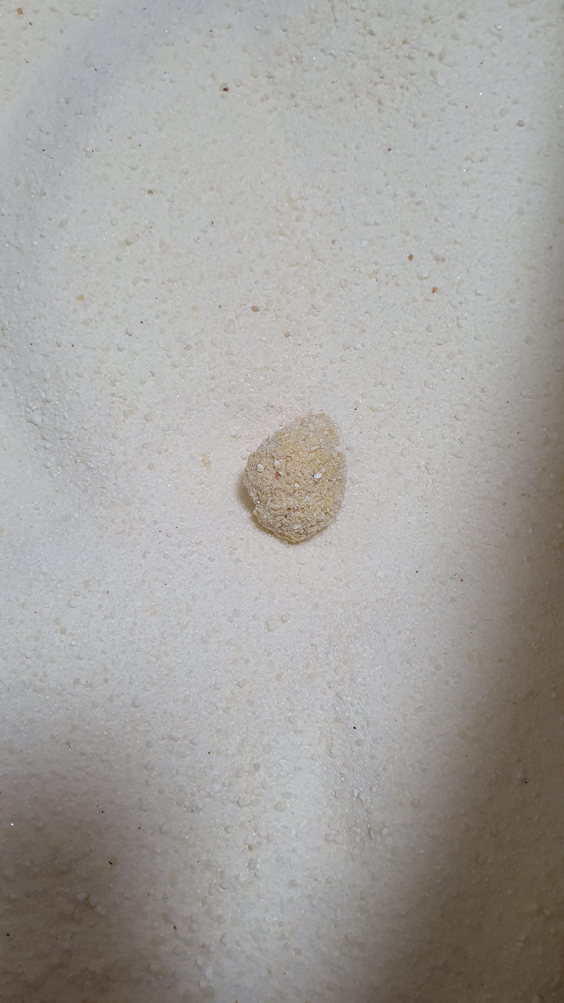 고양이 모래와 화장실의 중요성. 고양이 화장실 변천사