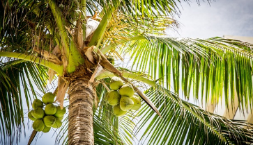 코코넛 열린 모습