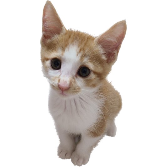 반려견등록방법