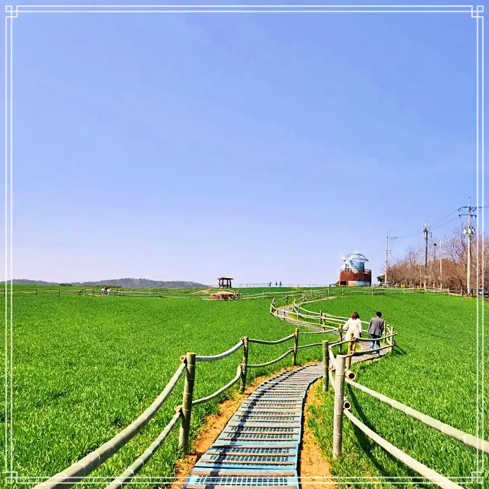 전북 고창 맛집 베이커리 디저트 새싹보리 크로아상