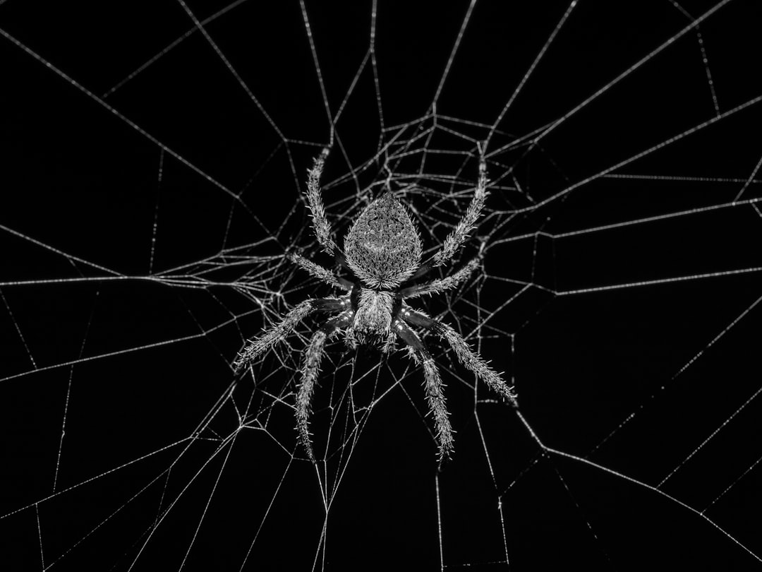 Spider