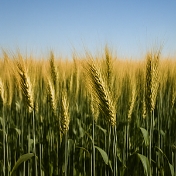 맥주효모의 효능