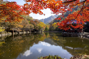 단풍시기