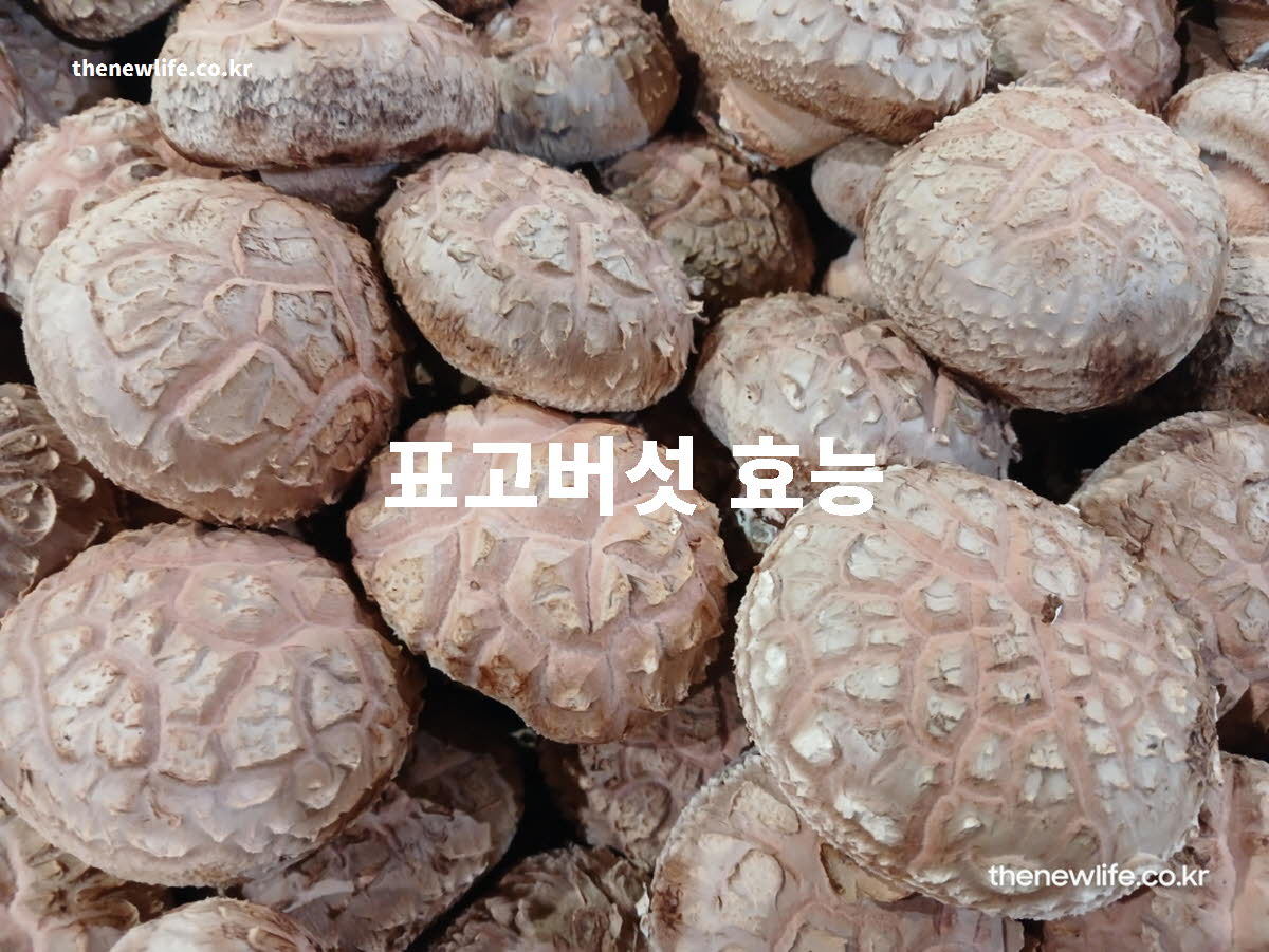 표고버섯 효능 대표 실사진