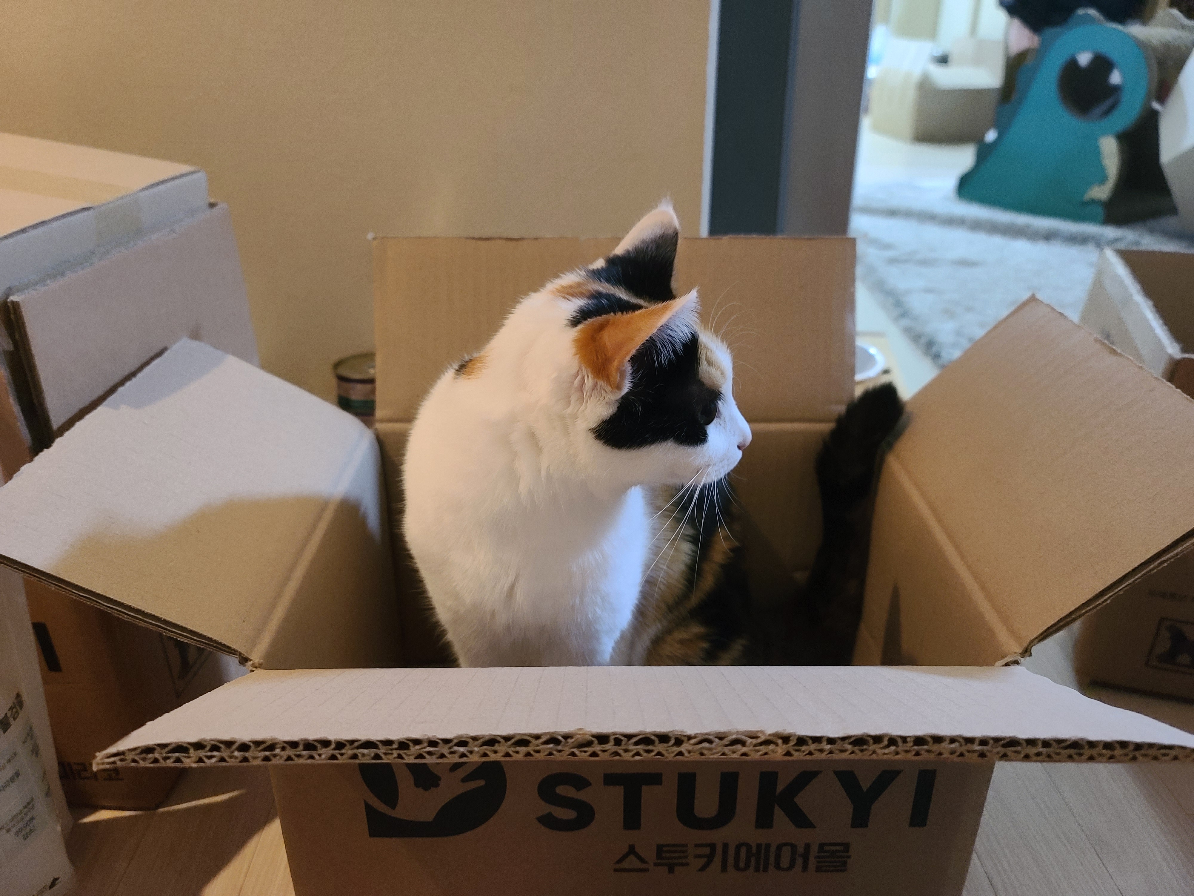 박스가 풍년이다!(feat.신난 건이와 요미.그리고 두리)