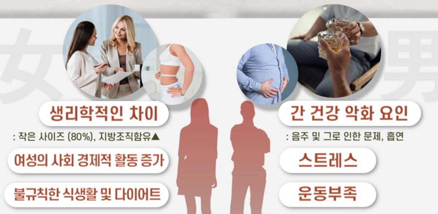 남여의 간 기능의 차이