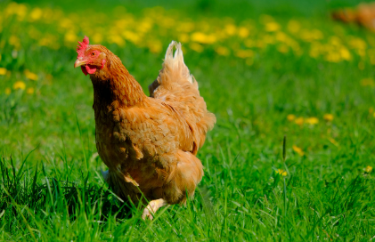 2025년 6월 닭띠 생년별 운세