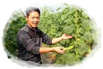 고춧잎 재배 잎 수확용 가지 치기 친환경 시비_14