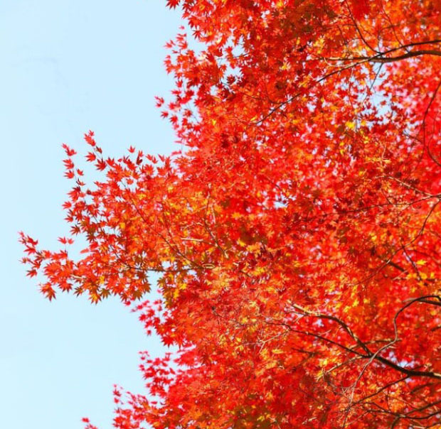 가을 단풍 명소