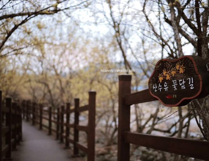 구례 산수유축제