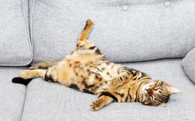 배를 보이다(해소천)