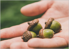 유산균이 풍부한 요거트, 알로에, 도토리 이미지