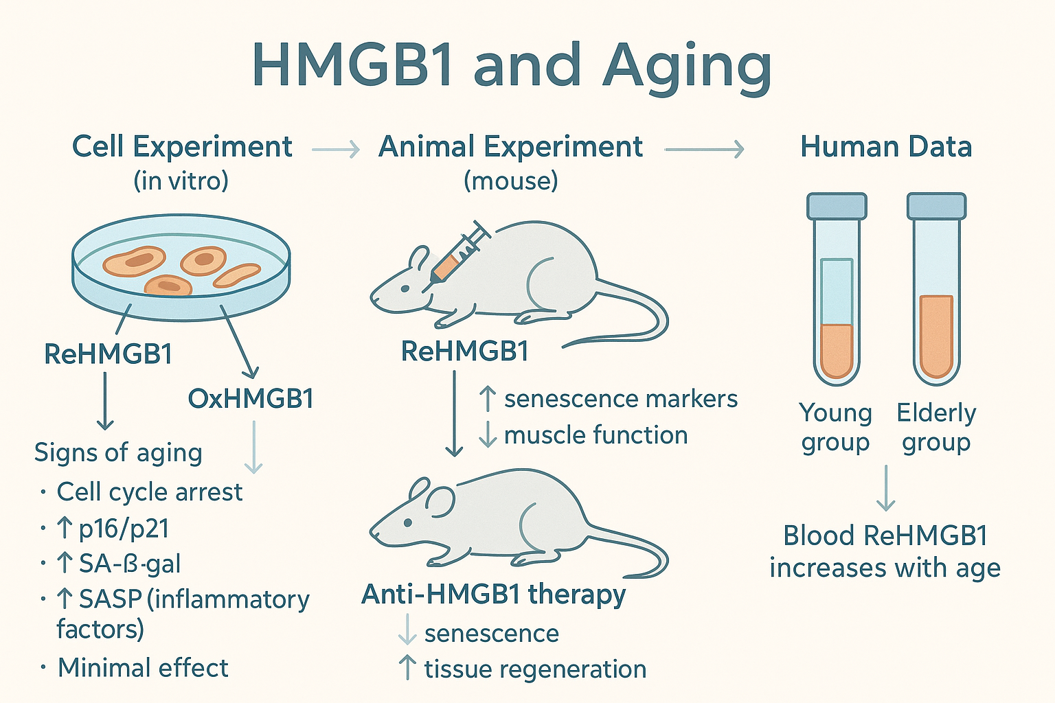 한국 과학자들이 밝힌 노화 전파 단백질, HMGB1의 비밀과 역노화 가능성