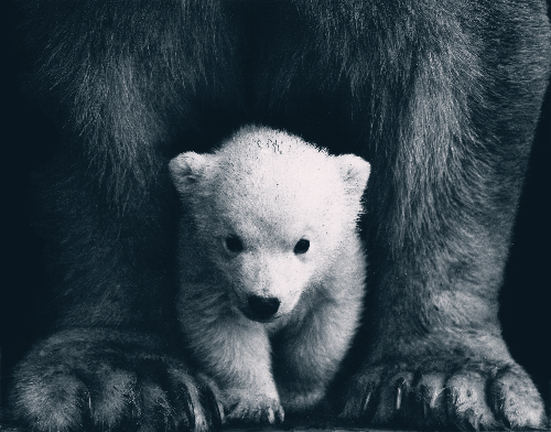 기후변화, 온실가스, 북극곰