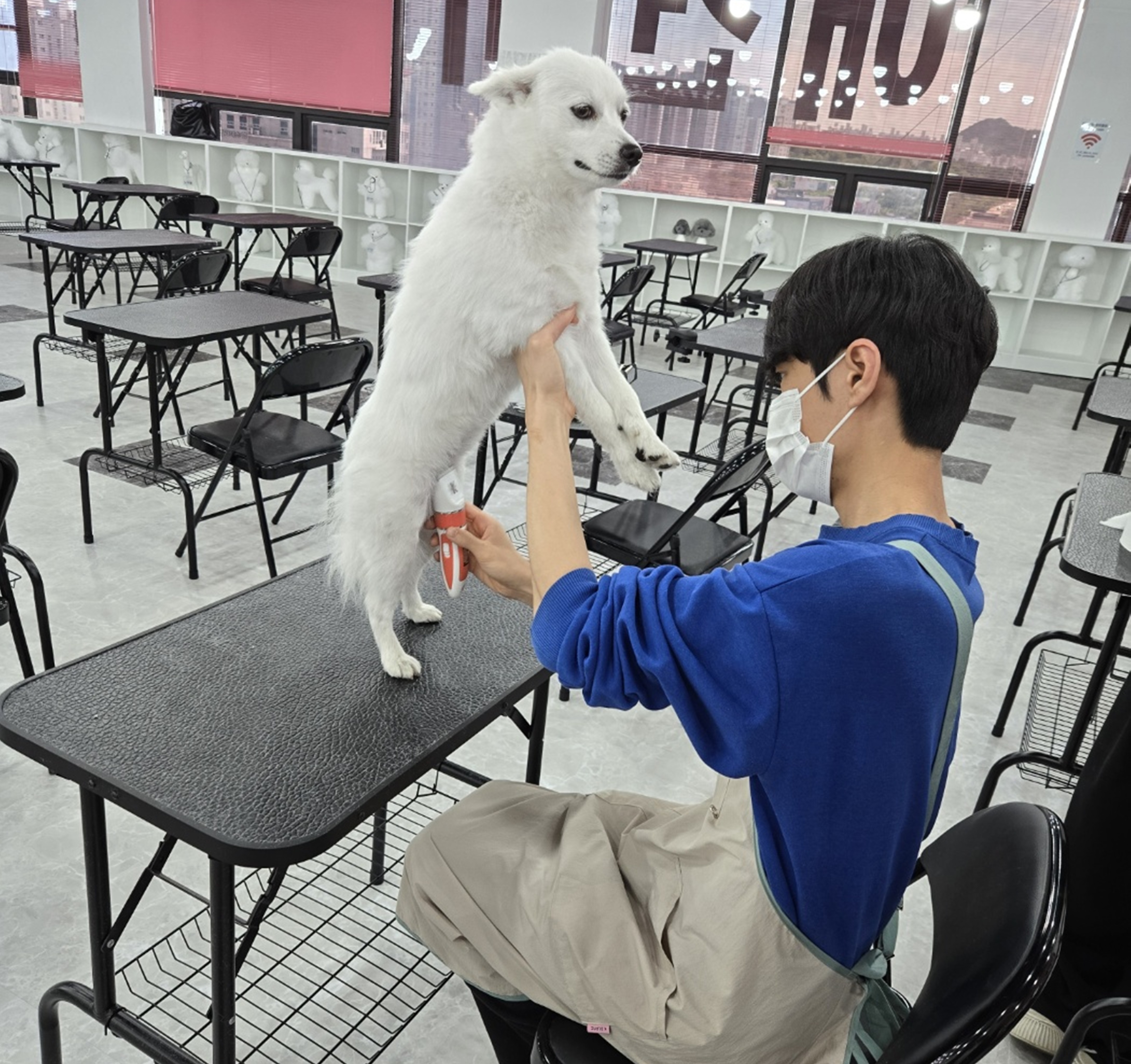 여수강아지미용사
