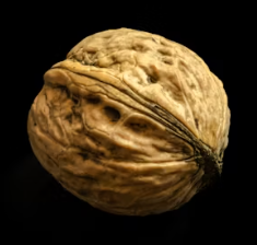 호두 효능과 부작용 하루섭취량 먹는방법 고르는법