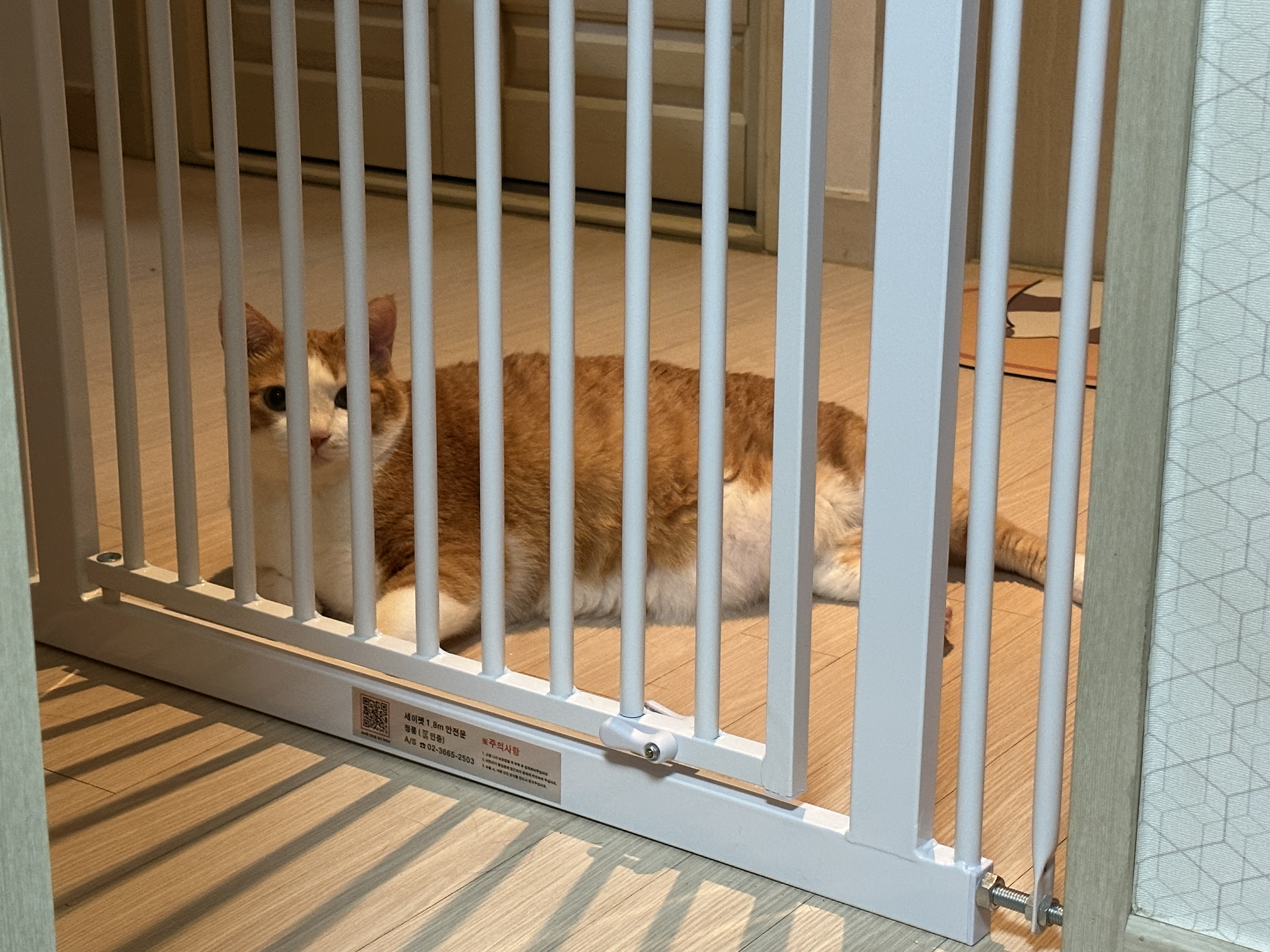 안전문_밖에서_엄마_기다리는_치즈냥이_호야