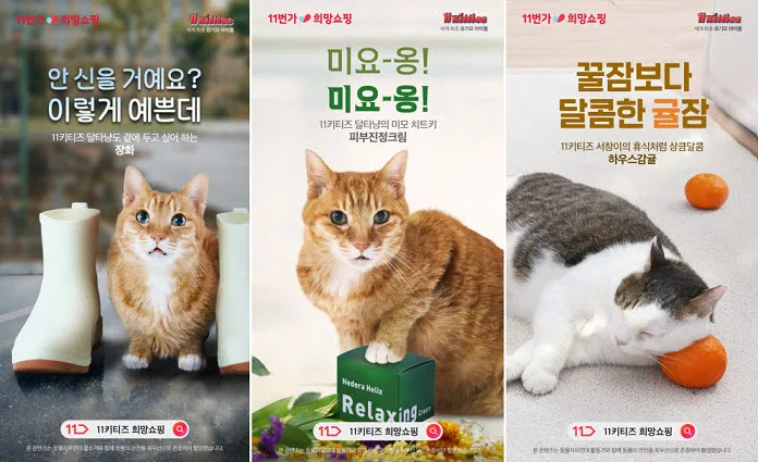 "유기묘