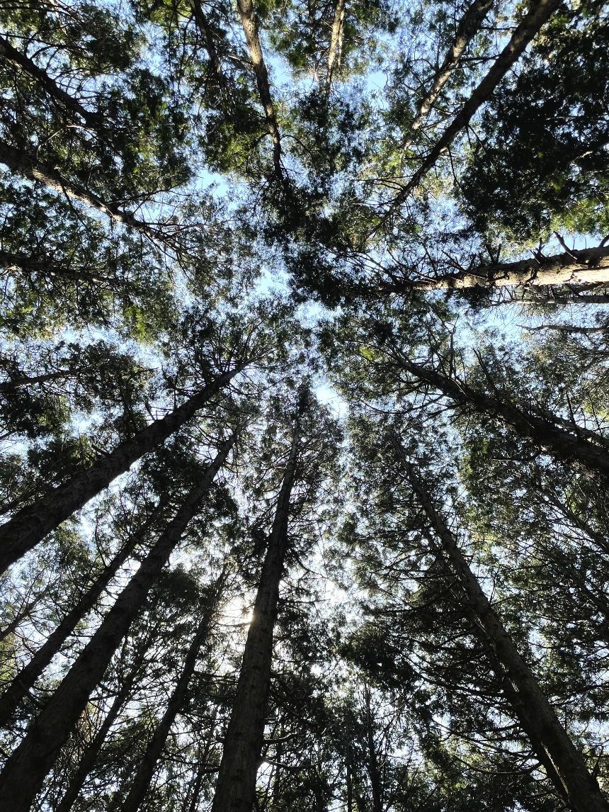 비밀의 숲 편백나무 숲