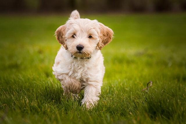 잔디위를 달리는 강아지