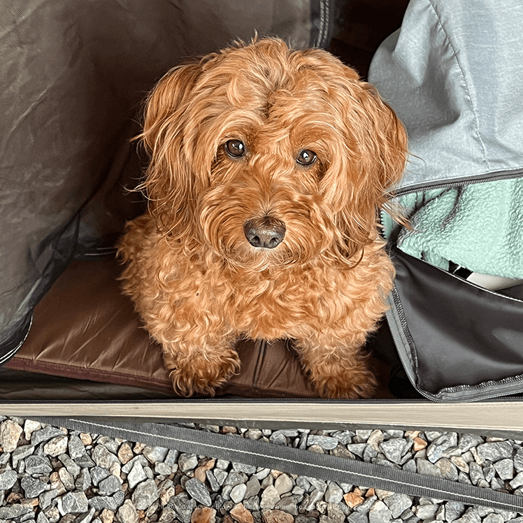 집에 가기싫다는 멍멍이