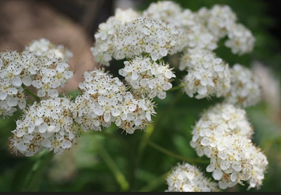 마가목 꽃 사진