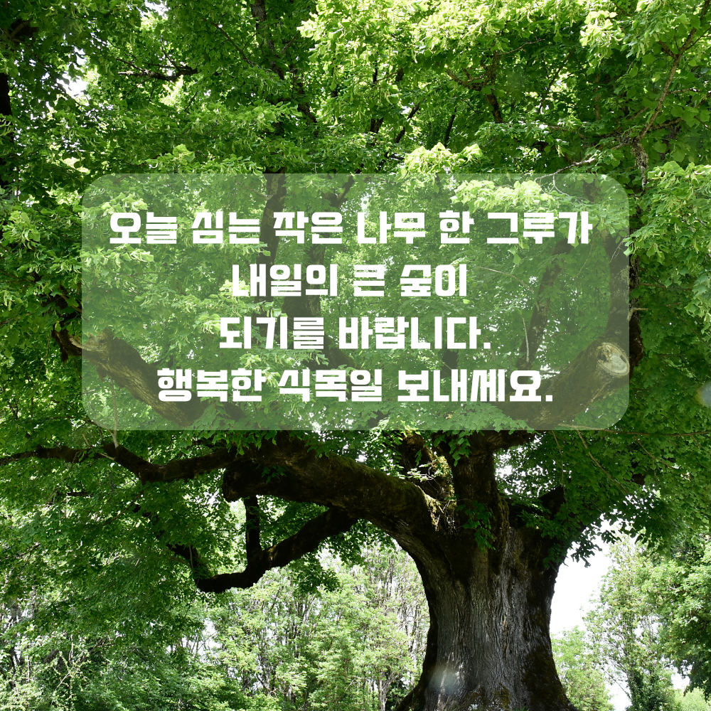 4월 인사말 식목일 인사글귀 좋은 글 문구 나무 숲 사진 이미지 모음집