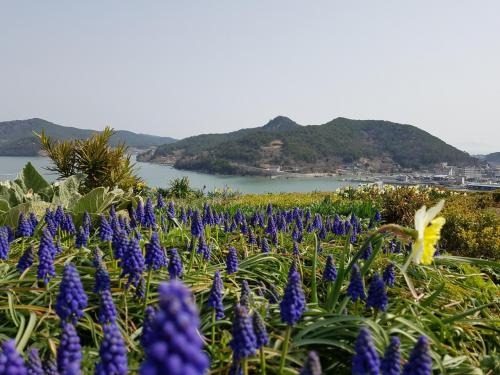 고흥 쑥섬 수국정원