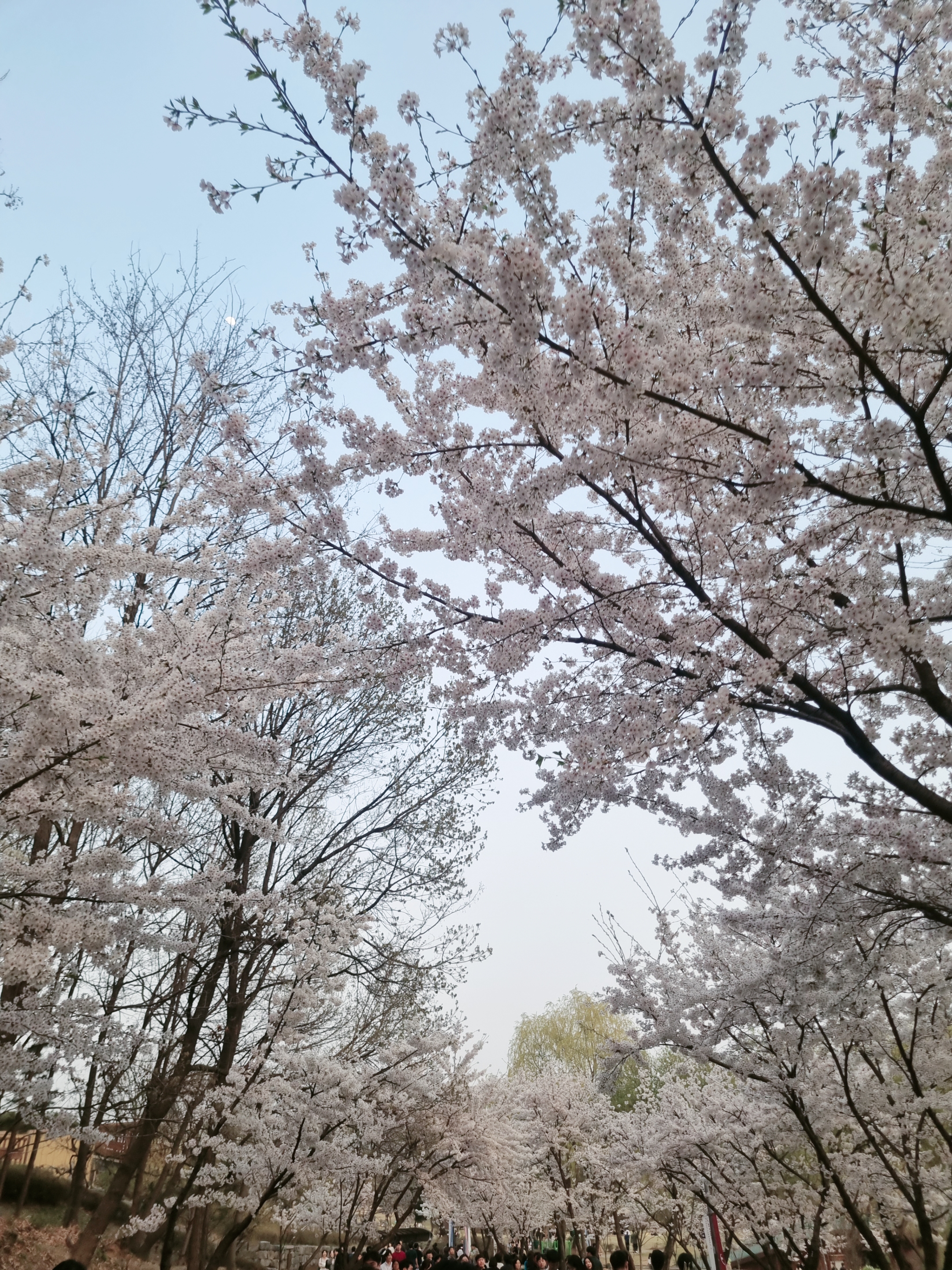 벚꽃 구경할 수 있는 곳