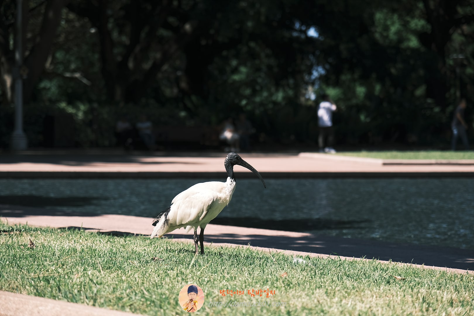 아이비스(Ibis)&amp;#44; 호주흰따오기&amp;#44; 일명 거지새