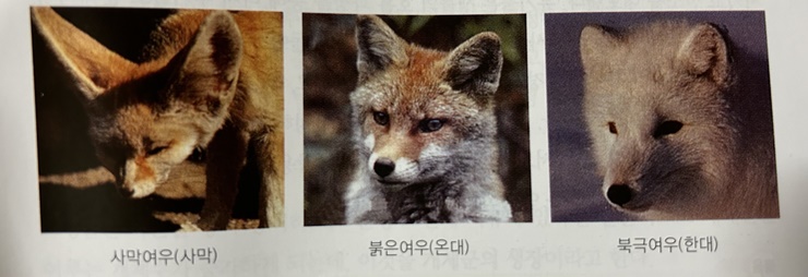 지역에-따라-서식하는-여우의-특징-사막여우-붉은여우-북극여우