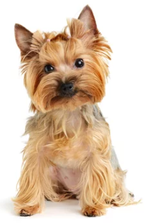 요크셔 테리어/출처:어도비스톡