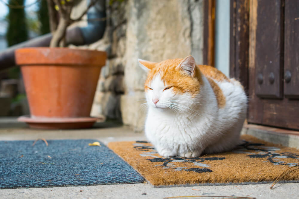 길냥이 뜻과 유래 — ‘길고양이’는 왜 생겼을까?
