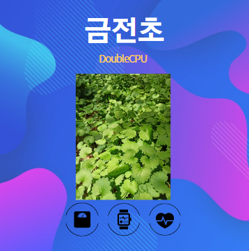 금전초 알아보기