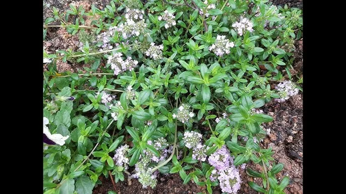 백리향 키우는 법 집에서 재배법 꿀팁_6