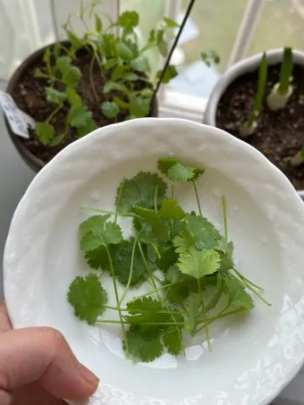 고수 재배 허브 키우기 상자 텃밭 통풍 관리_9