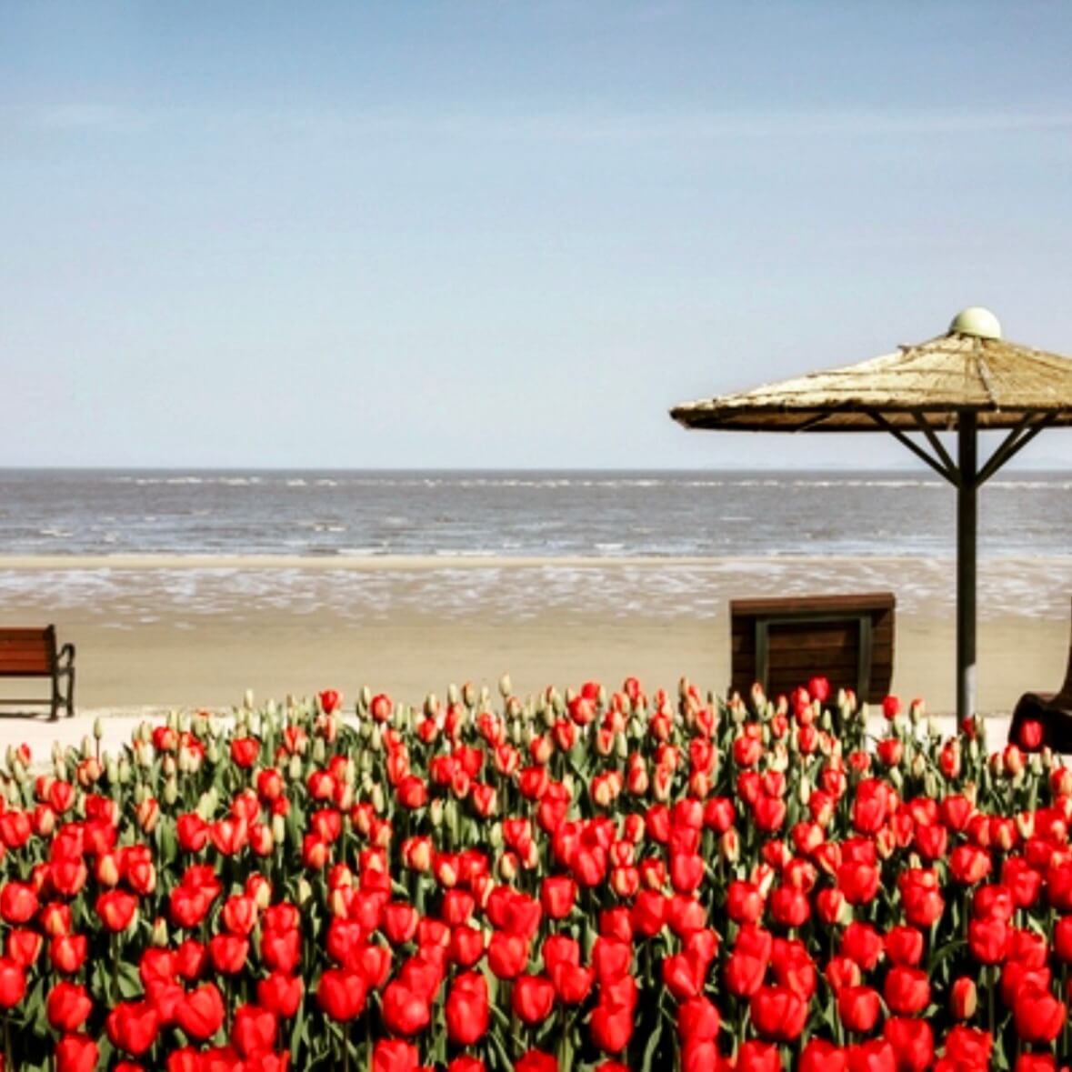 임자도 튤립축제기간