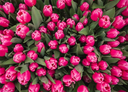 사랑 고백 할 때 쓰이는 튤립 사진