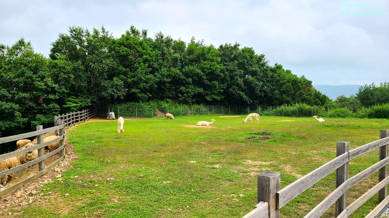 대관령-순수양떼목장
