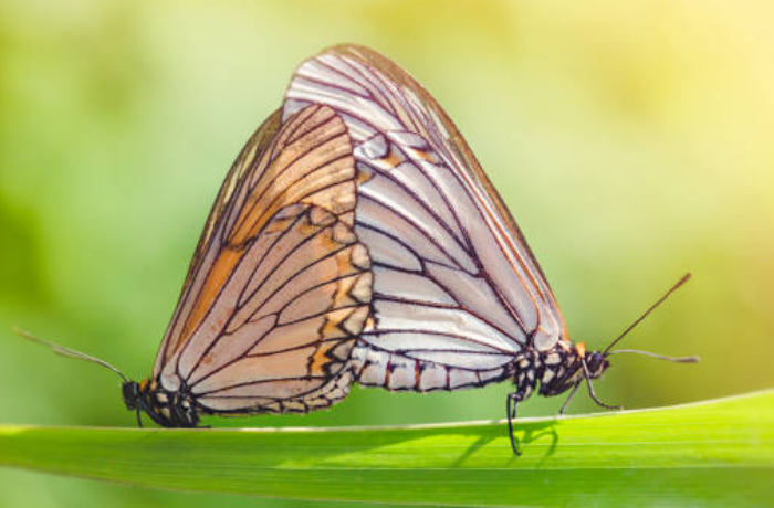 짝짓기하는 나비의 꿈