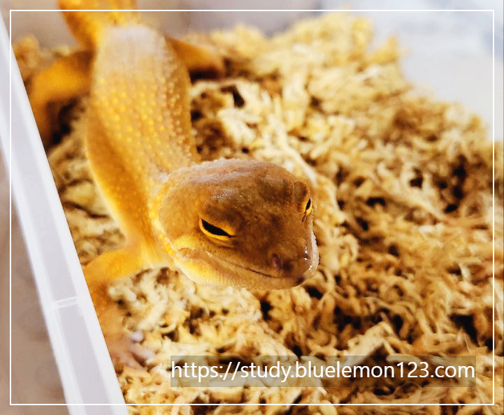 레오파드 게코 귀뚜라미 먹이 급여법