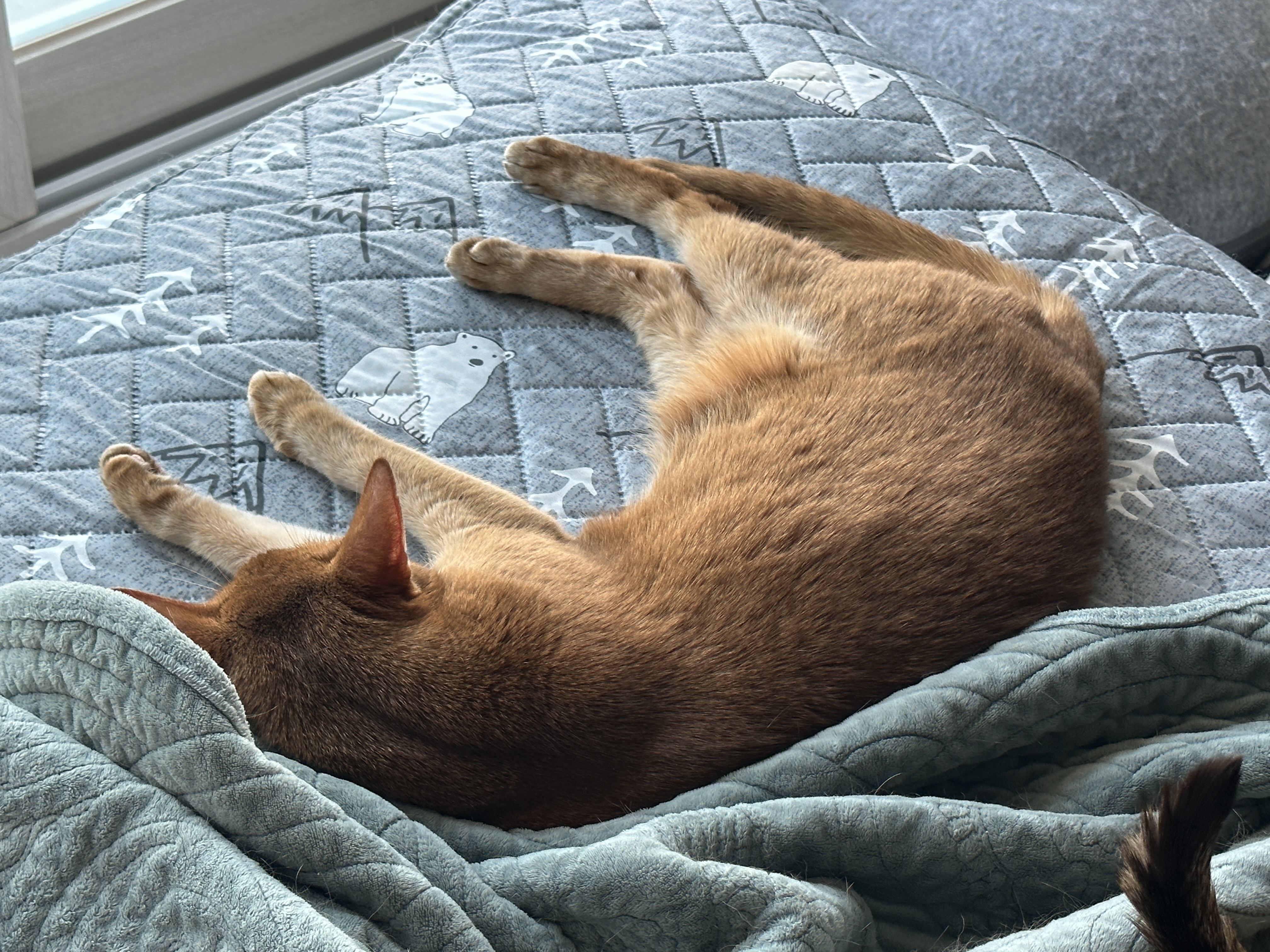 엄마집사가 침대 위에서 작업하면 아홉냥이들은..