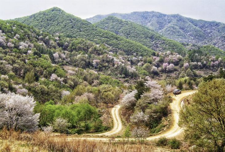 금산 보곡산골 산벚꽃 축제 관련